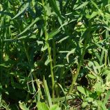 Lithospermum officinale