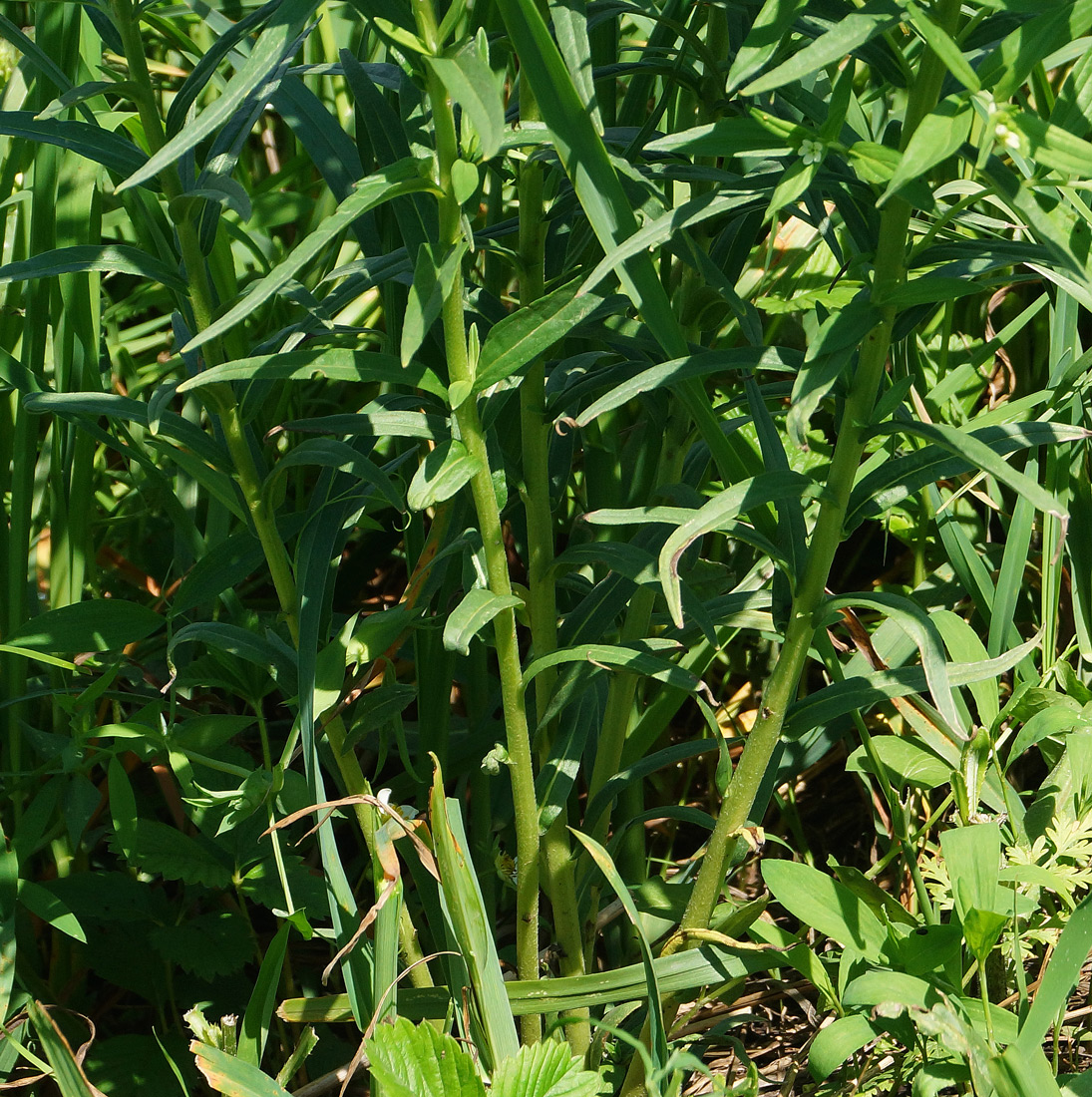 Image of Lithospermum officinale specimen.