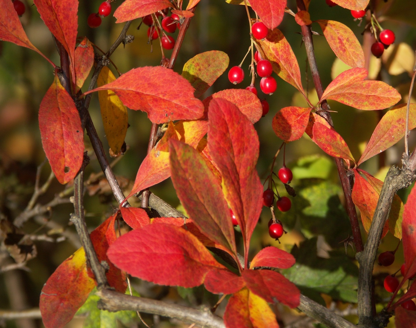 Изображение особи Berberis koreana.