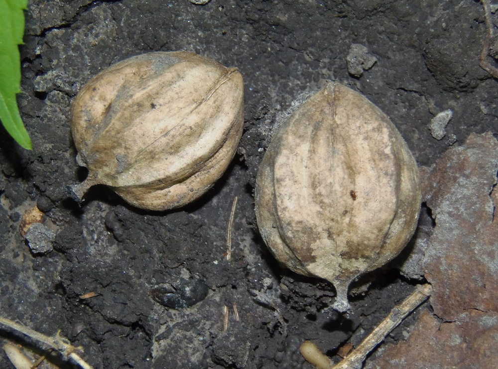 Image of genus Carya specimen.