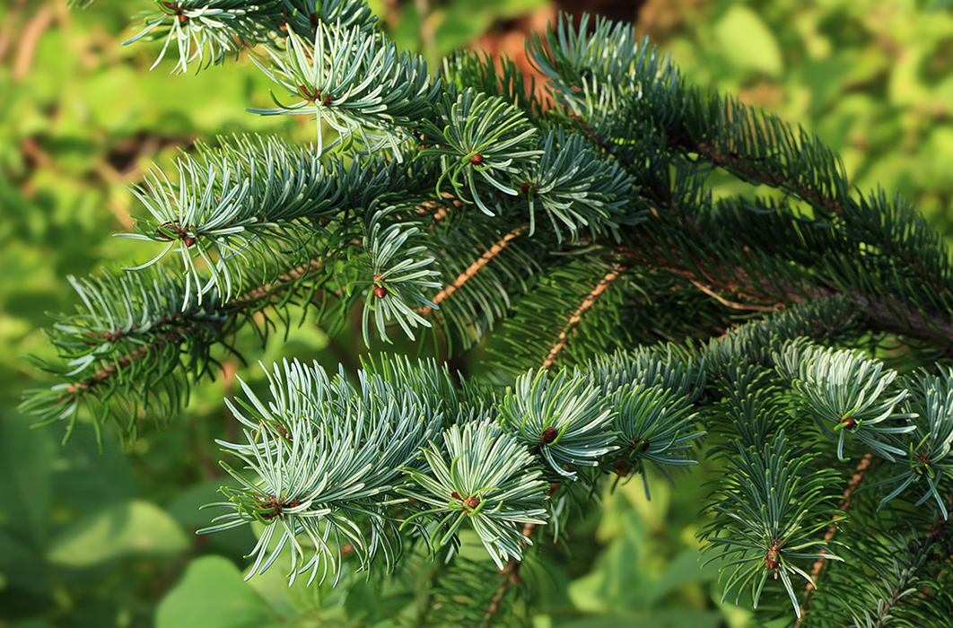 Image of Picea ajanensis specimen.