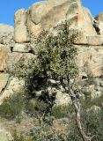 Quercus rotundifolia. Часть ствола и крона вегетирующего растения. Испания, Центральная Кордильера, нац. парк Сьерра-де-Гуадаррама, гранитный массив La Pedriza. Январь.