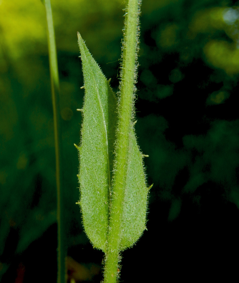 Изображение особи Crepis pulchra.