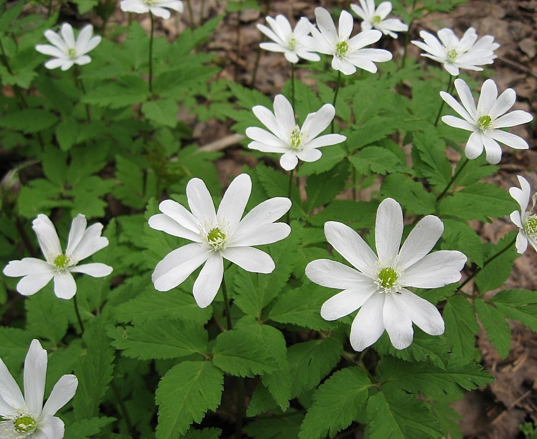 Image of Anemone altaica specimen.