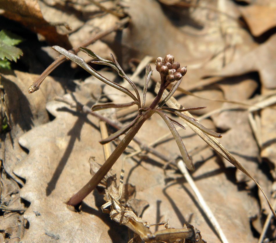 Image of Cardamine trifida specimen.