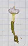Silene villosa