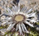 Carlina acaulis ssp. caulescens