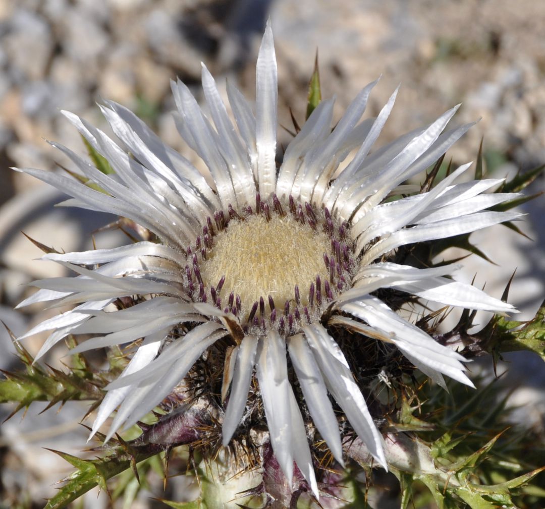 Изображение особи Carlina acaulis ssp. caulescens.