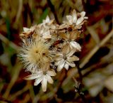 Galatella villosa