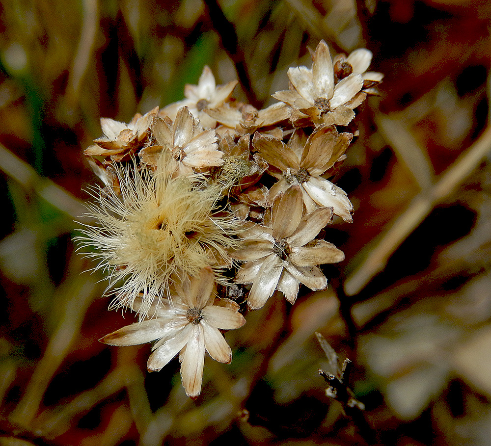 Image of Galatella villosa specimen.