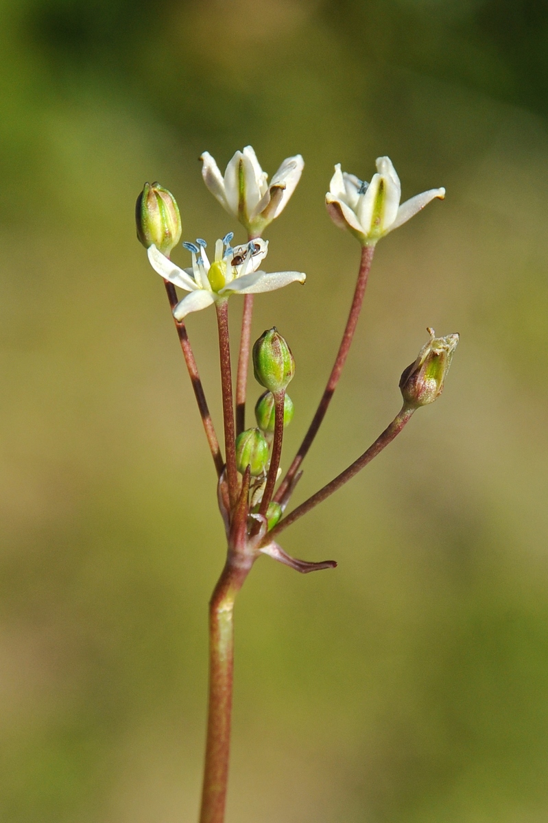 Image of Muilla maritima specimen.