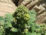 Crambe kotschyana