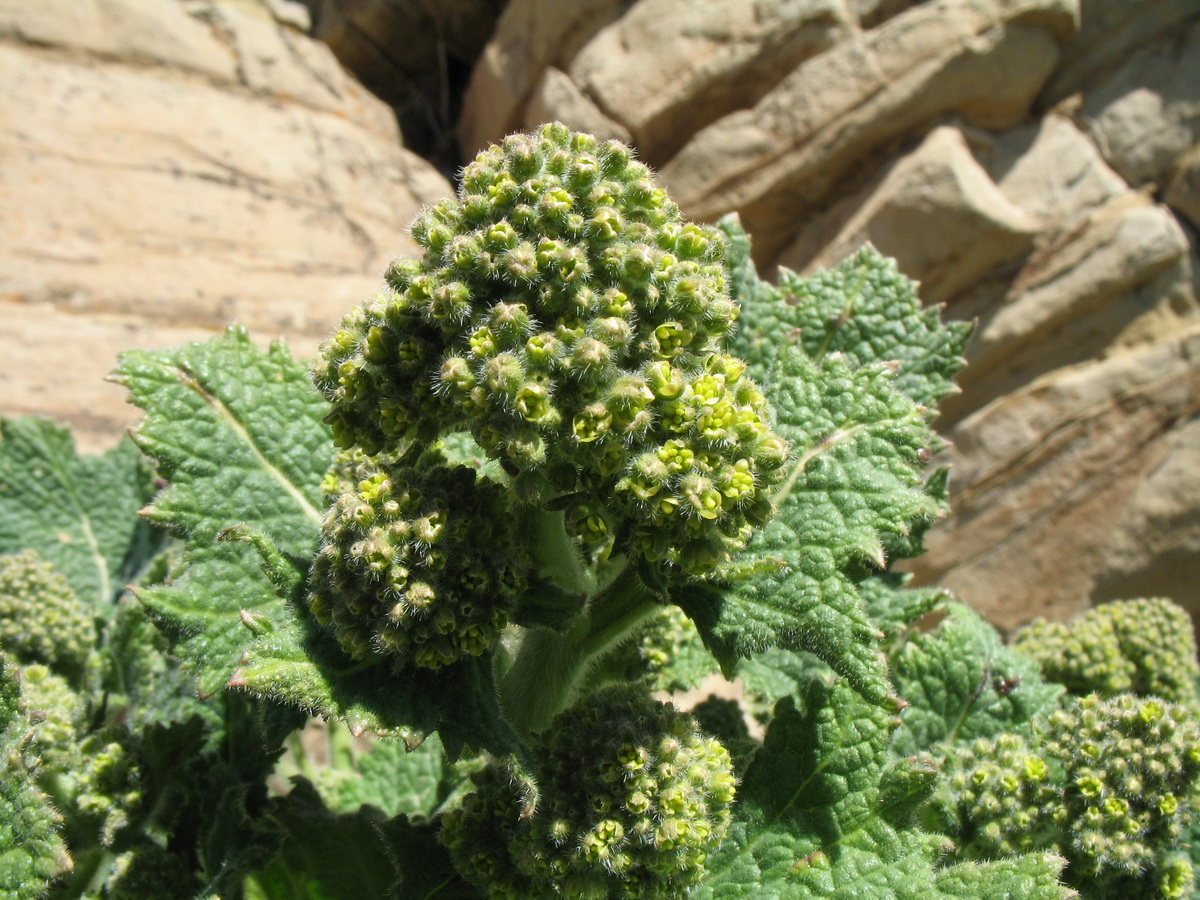 Image of Crambe kotschyana specimen.