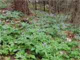 Cardamine glanduligera