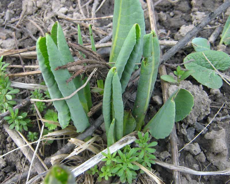 Image of Ligularia heterophylla specimen.