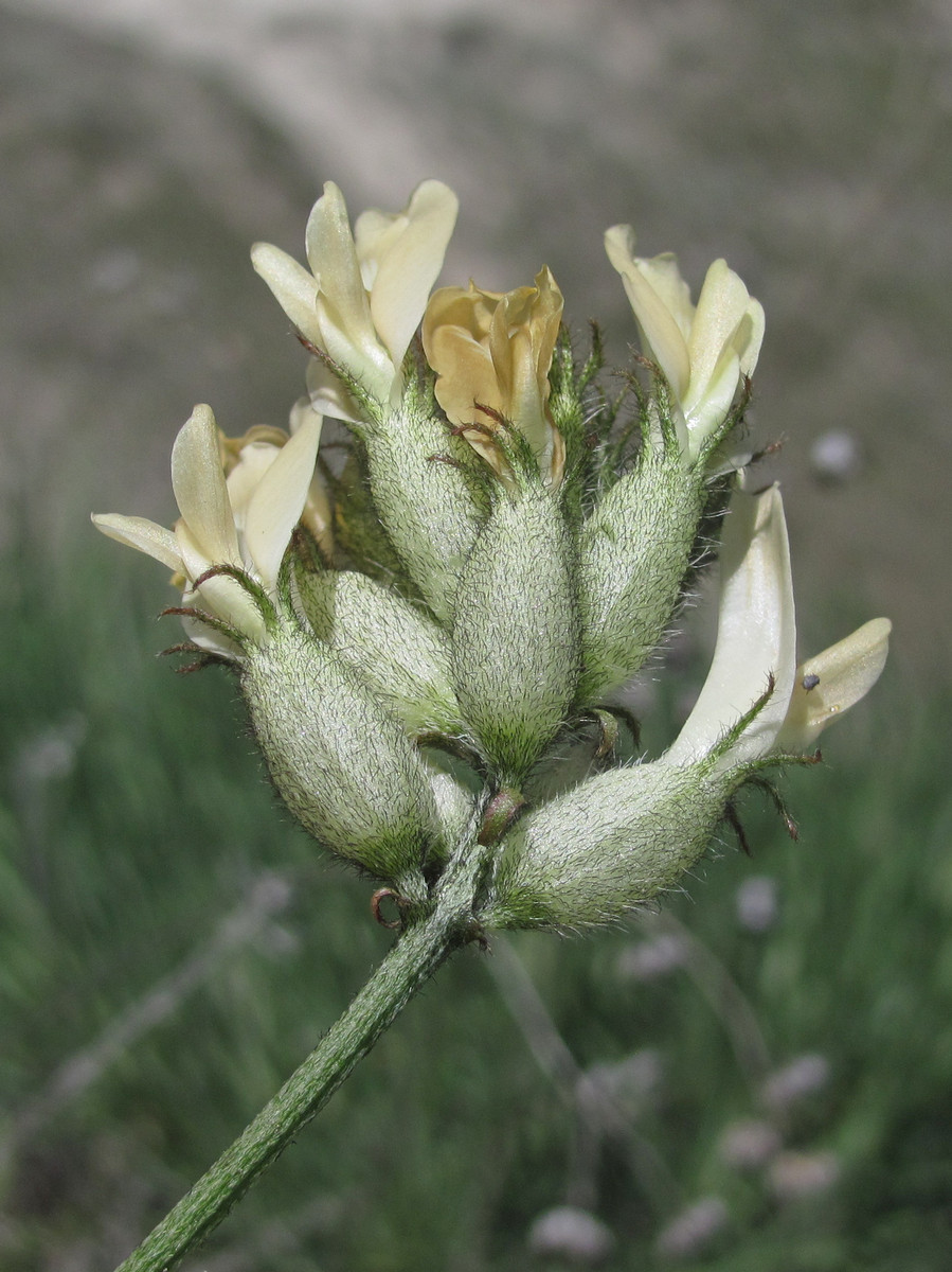 Image of Astragalus glaucus specimen.