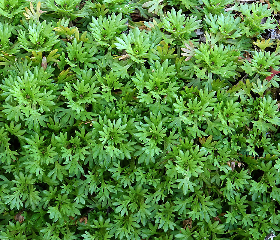 Image of Saxifraga &times; arendsii specimen.