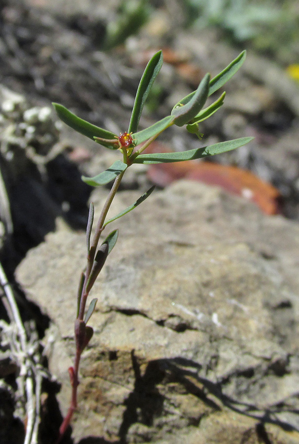 Image of Euphorbia ledebourii specimen.