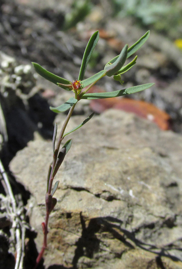 Изображение особи Euphorbia ledebourii.