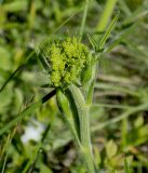 Pastinaca pimpinellifolia