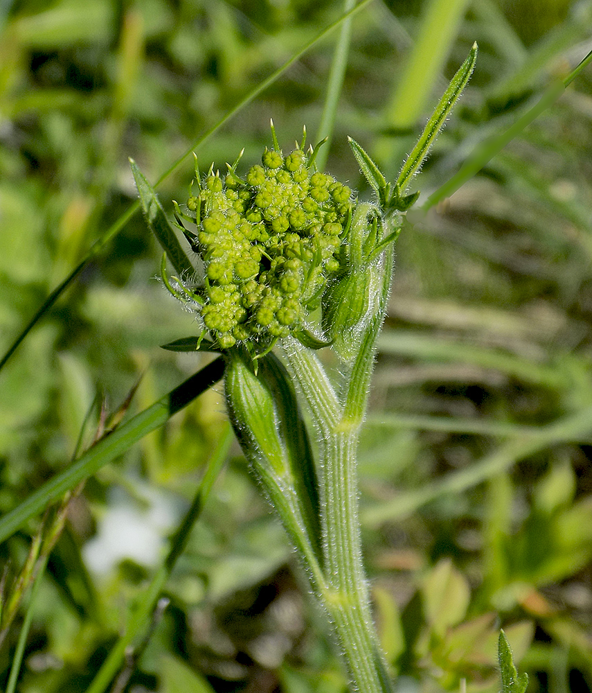 Image of Pastinaca pimpinellifolia specimen.