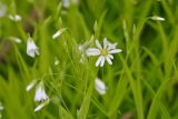 Stellaria holostea