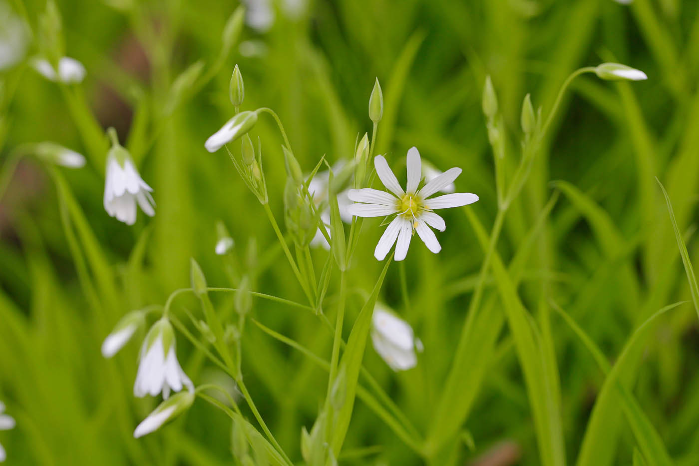 Image of Stellaria holostea specimen.