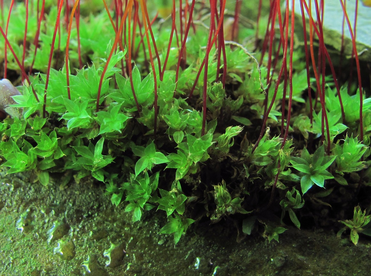 Image of genus Bryum specimen.