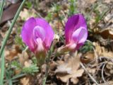 Image of taxon representative. Author is Илья Турбанов