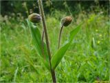 Arnica montana