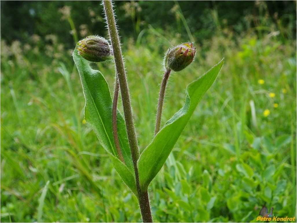 Image of Arnica montana specimen.