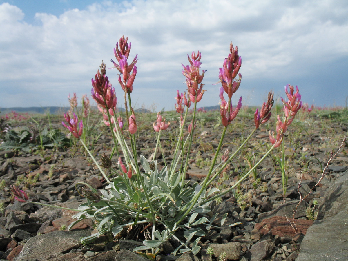 Изображение особи Astragalus schrenkianus.