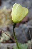 Papaver anjuicum