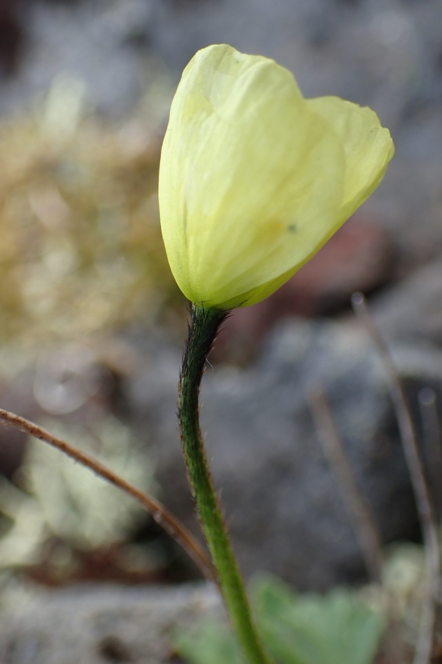 Изображение особи Papaver anjuicum.