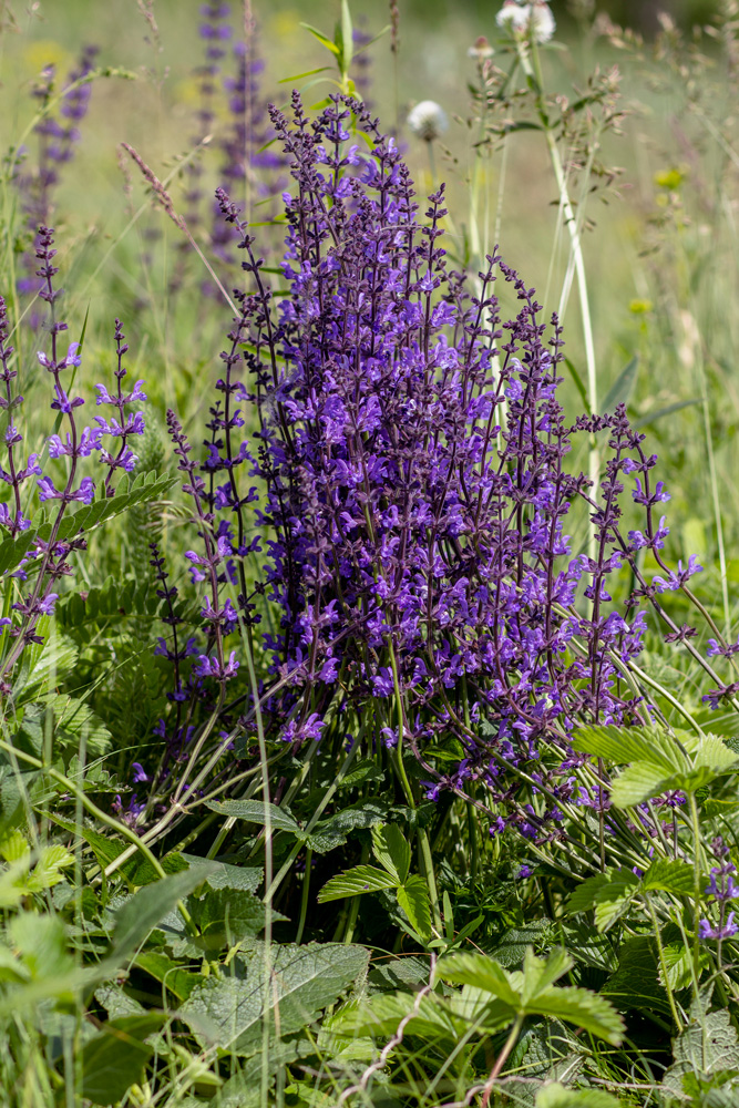 Image of Salvia stepposa specimen.