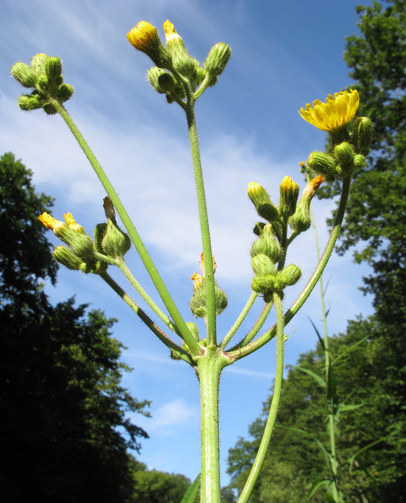 Изображение особи Sonchus palustris.