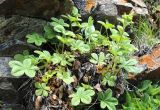 Potentilla brachypetala