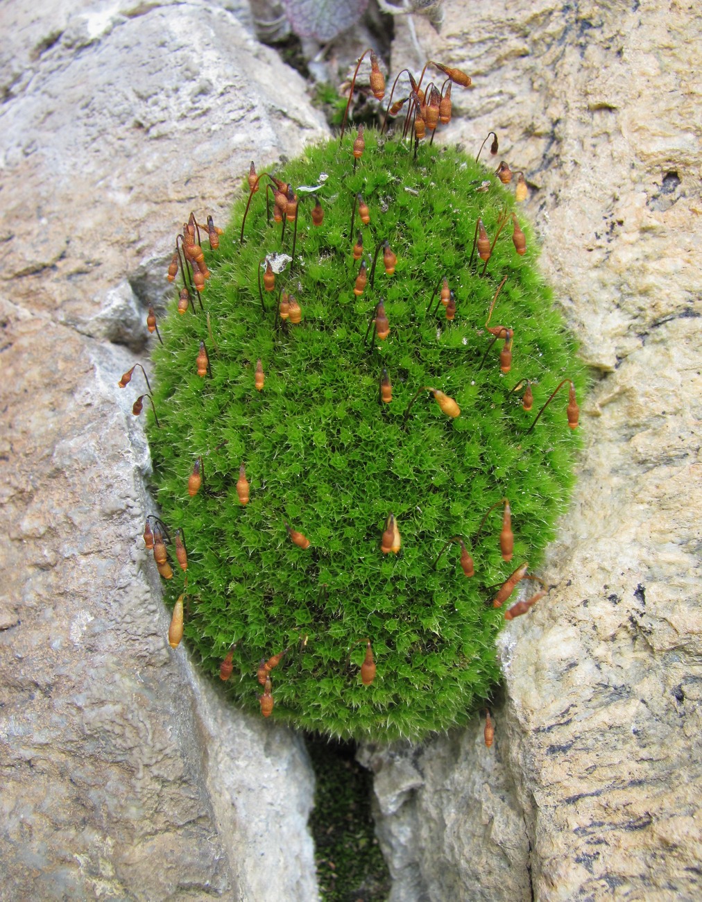 Изображение особи род Bryum.