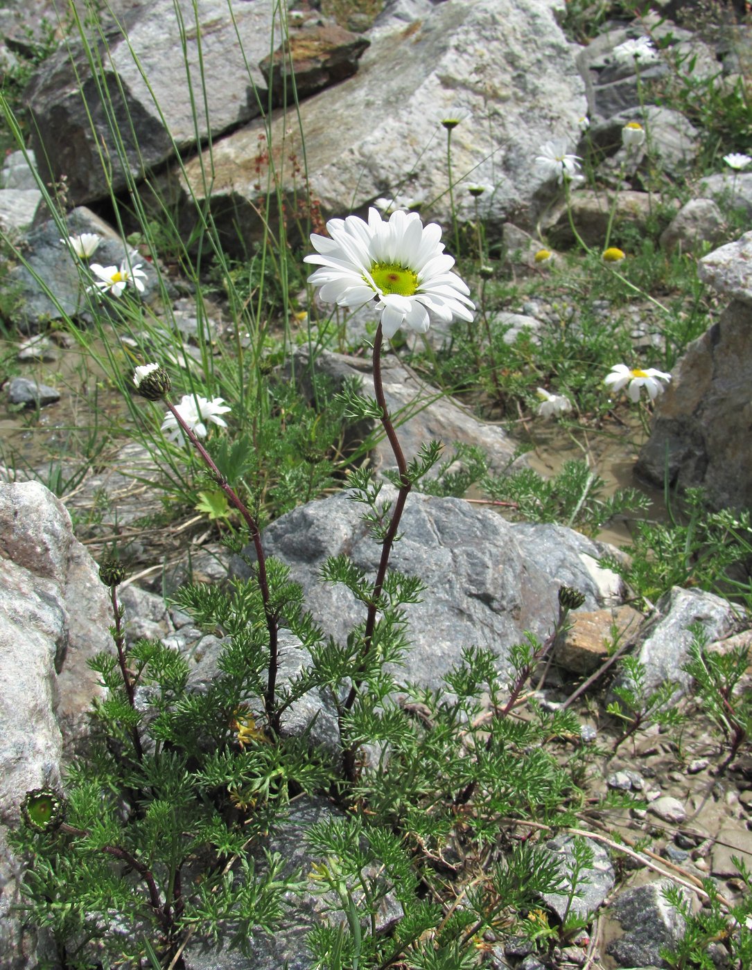 Изображение особи Tripleurospermum caucasicum.