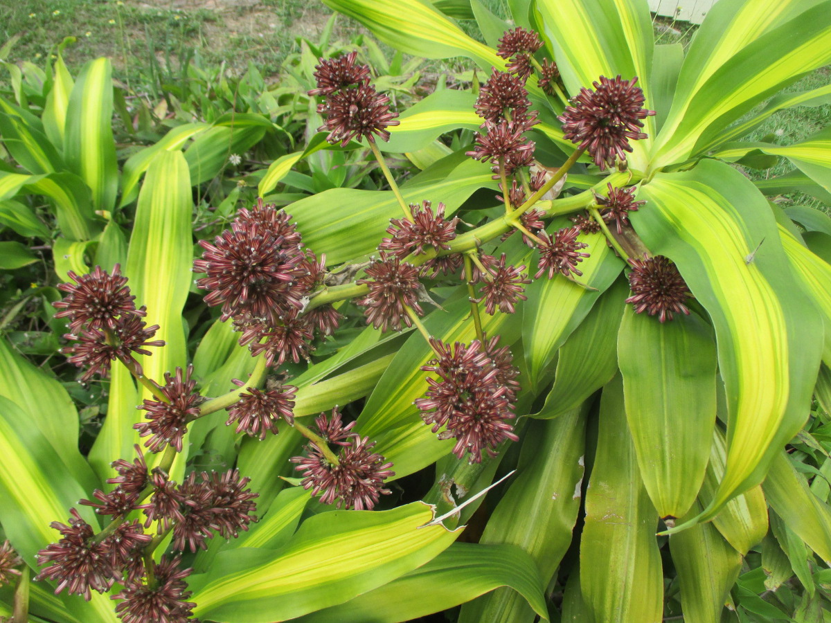 Image of Dracaena fragrans specimen.