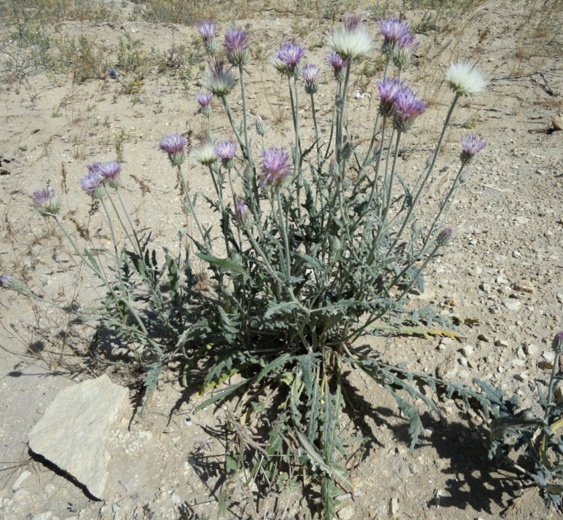 Изображение особи Jurinea persimilis.