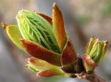 Syringa josikaea