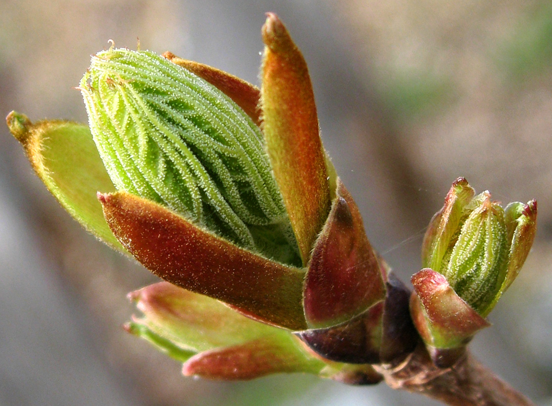 Image of Syringa josikaea specimen.