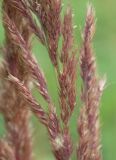 Calamagrostis epigeios