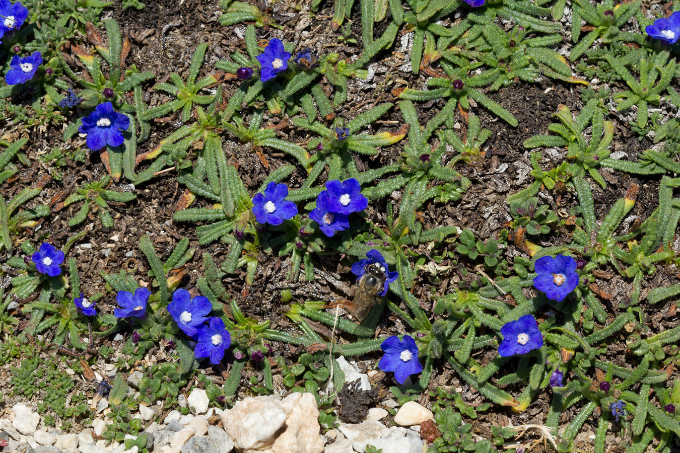 Image of Anchusa cespitosa specimen.