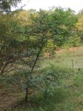 Gleditsia × texana. Плодоносящее растение. Приморский край, окр. пос. Горнотаёжное, дендрарий Горно-таёжной станции, в культуре. 02.10.2017.