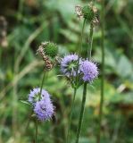Succisa pratensis