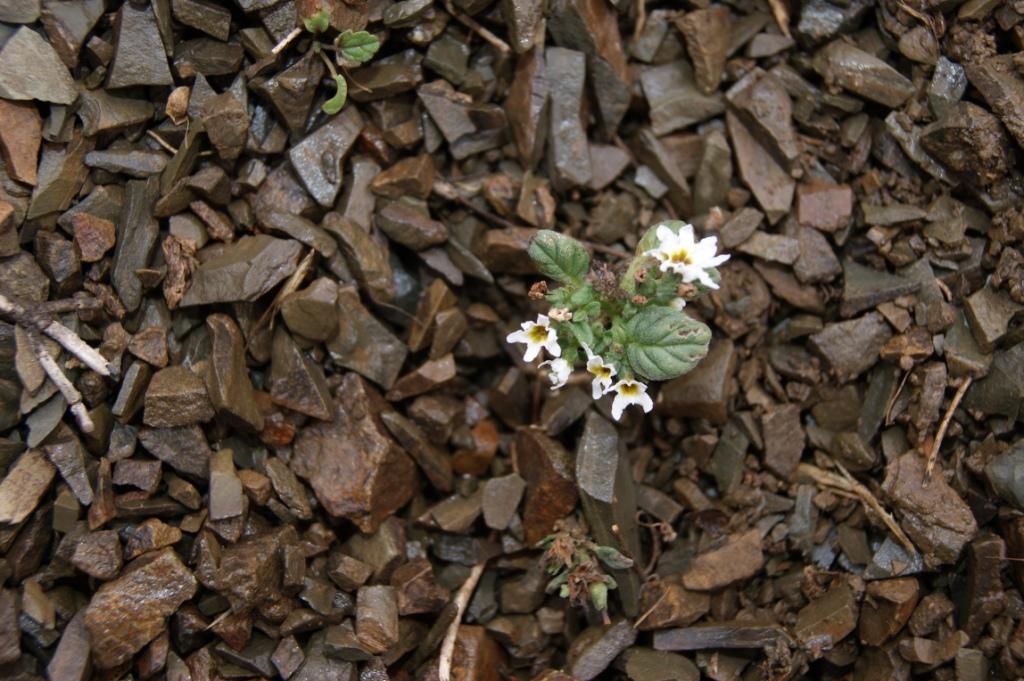 Image of Heliotropium suaveolens specimen.