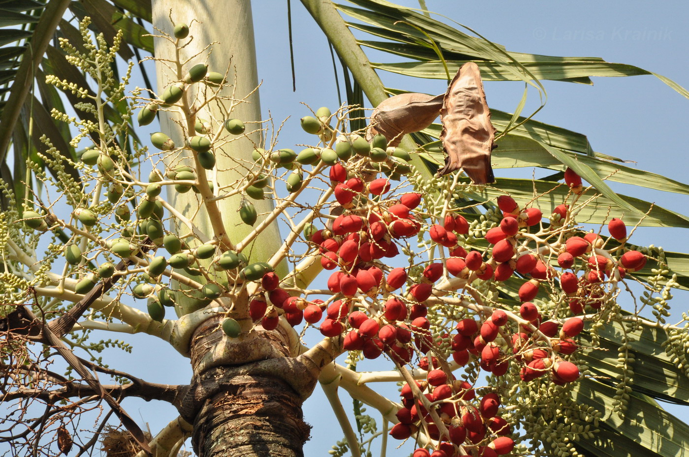 Изображение особи Areca catechu.