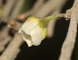 Visnea mocanera